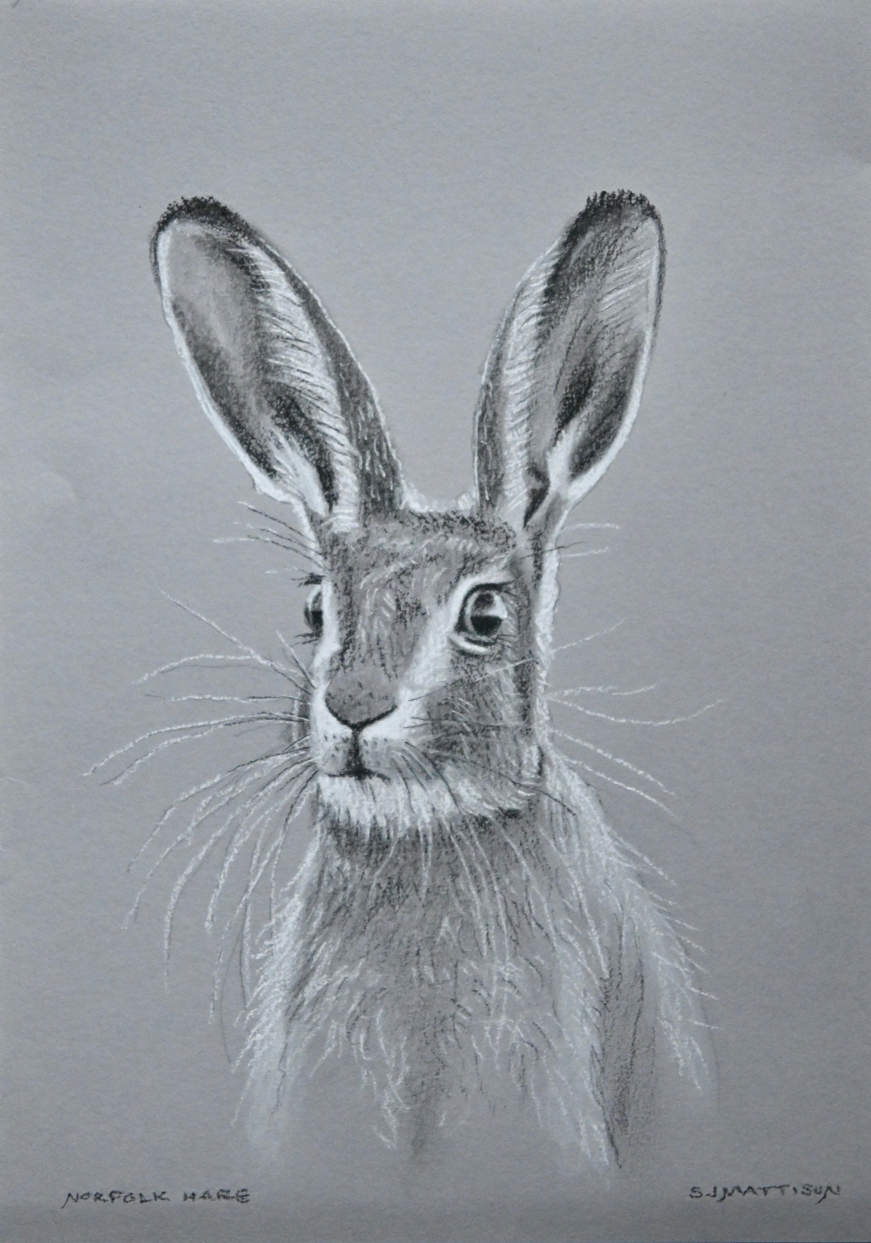 Hare