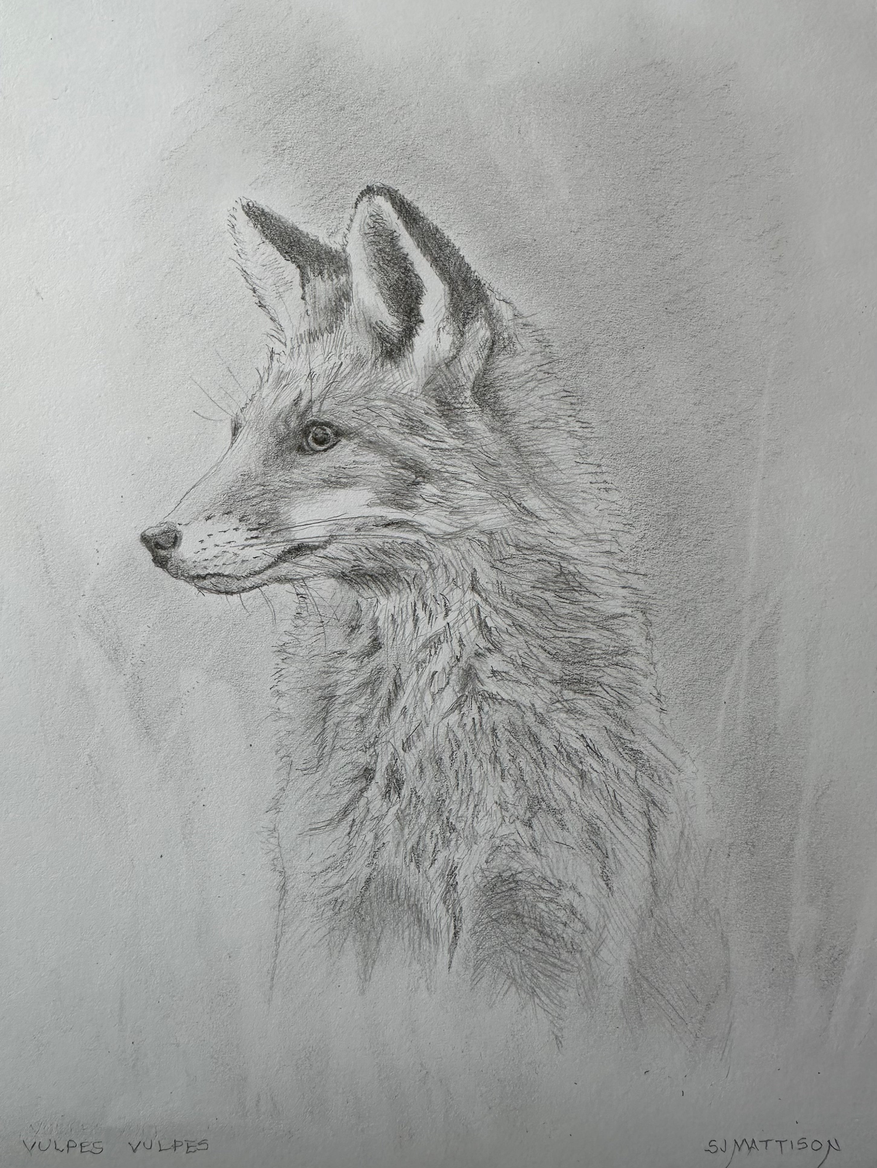 Red Fox