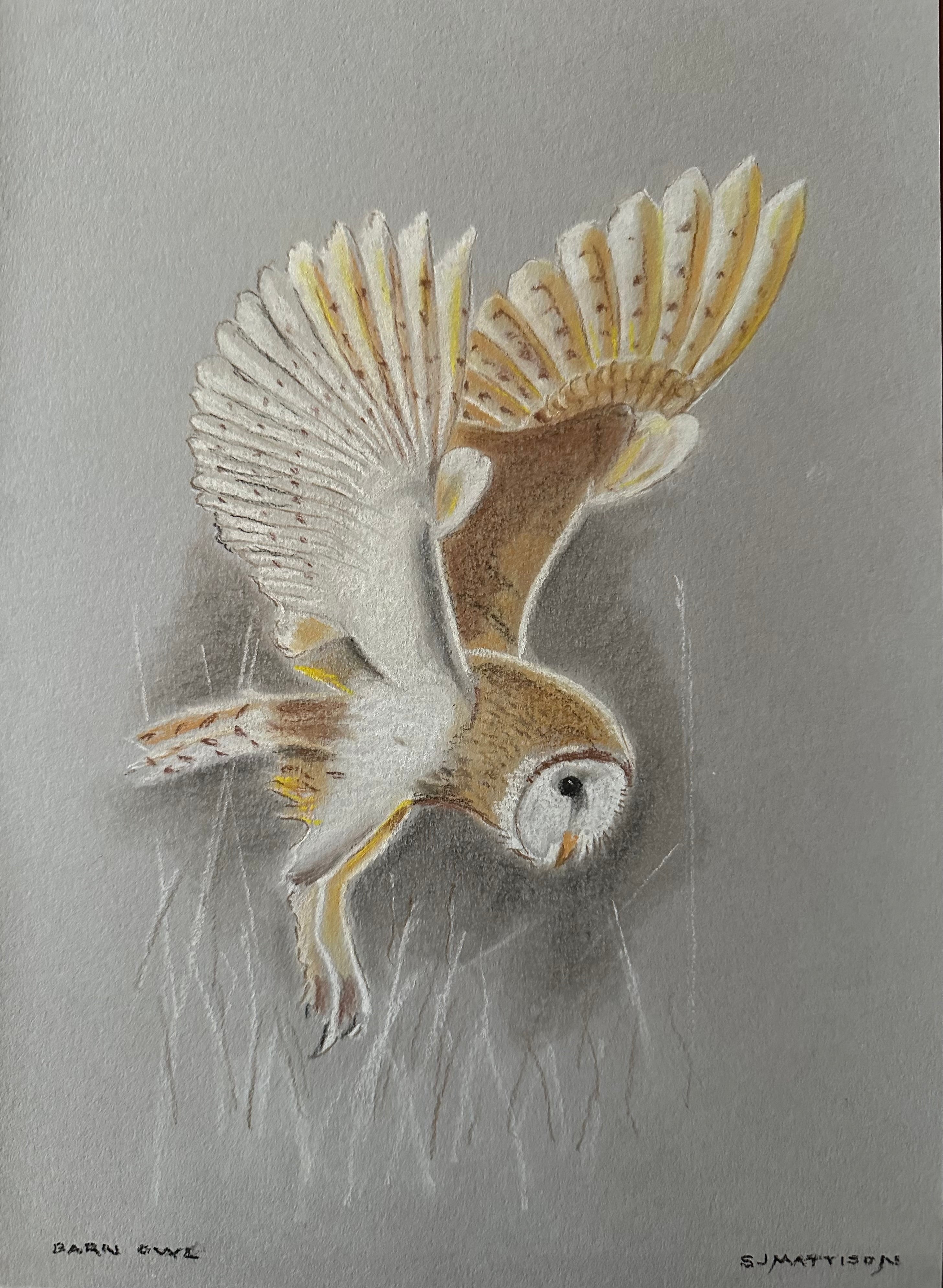 Barn Owl